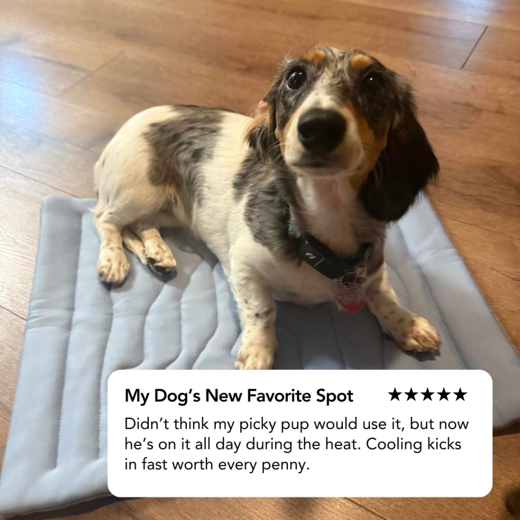 Tapis rafraîchissant pour chien